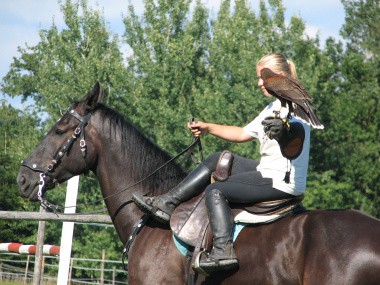 Ukázka sokolnictví